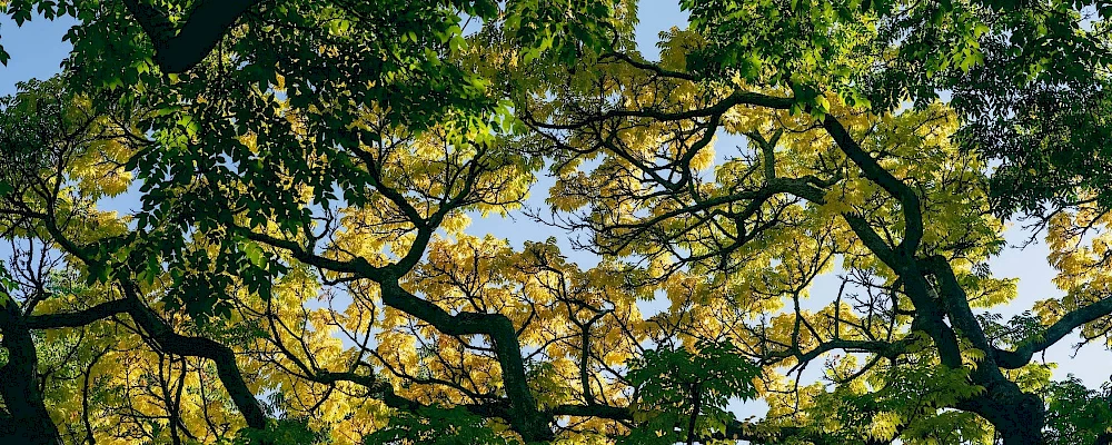 Silverback Treeworks Ltd photo 4