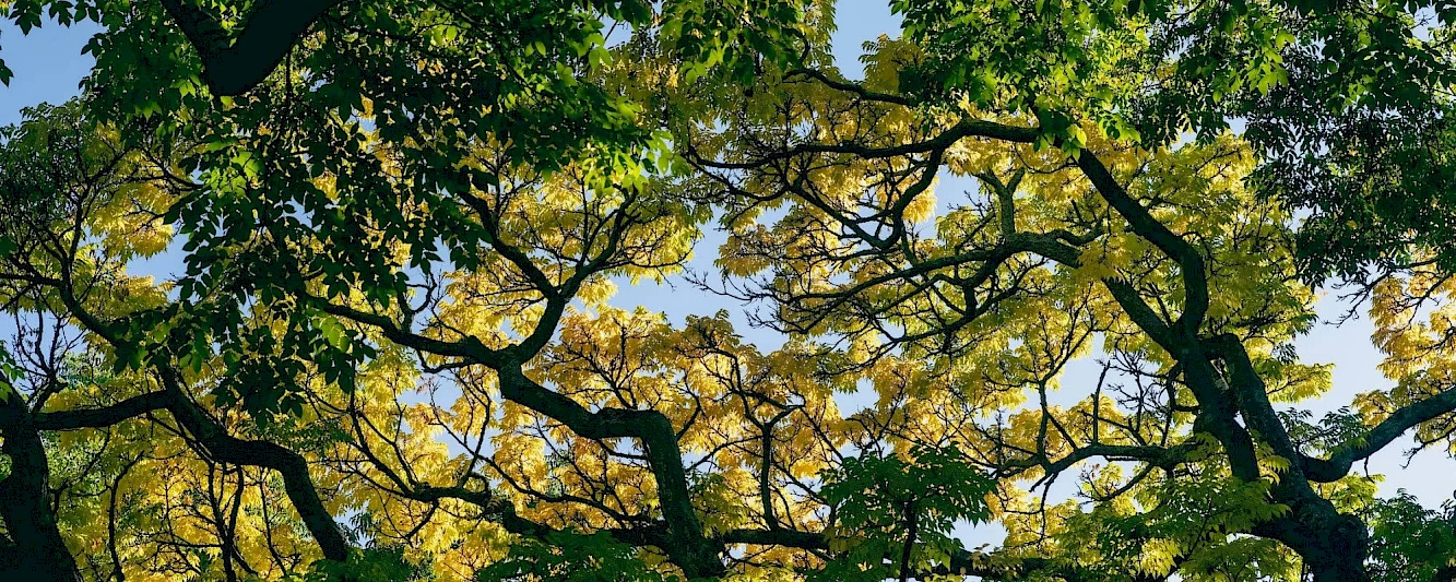 Silverback Treeworks Ltd photo 3