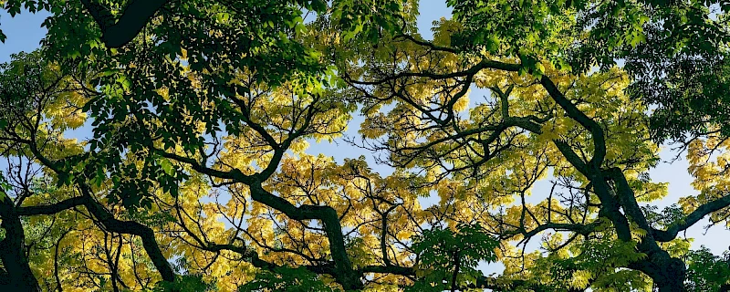 Silverback Treeworks Ltd photo 5