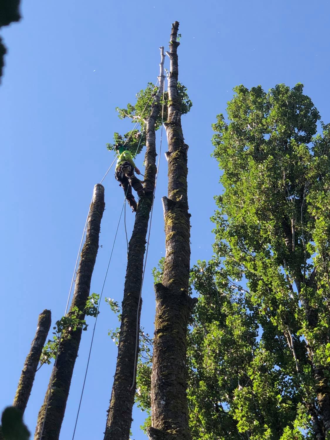 Tree Removal Silverback Treeworks Ltd.
