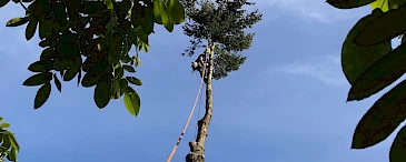 Tree Removal