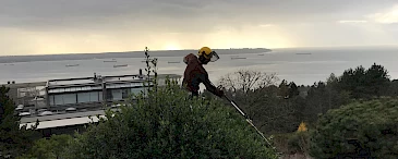 Hedge Trimming