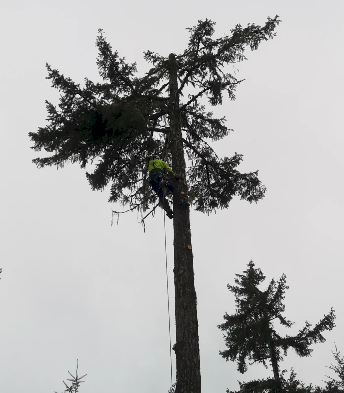 tree climber