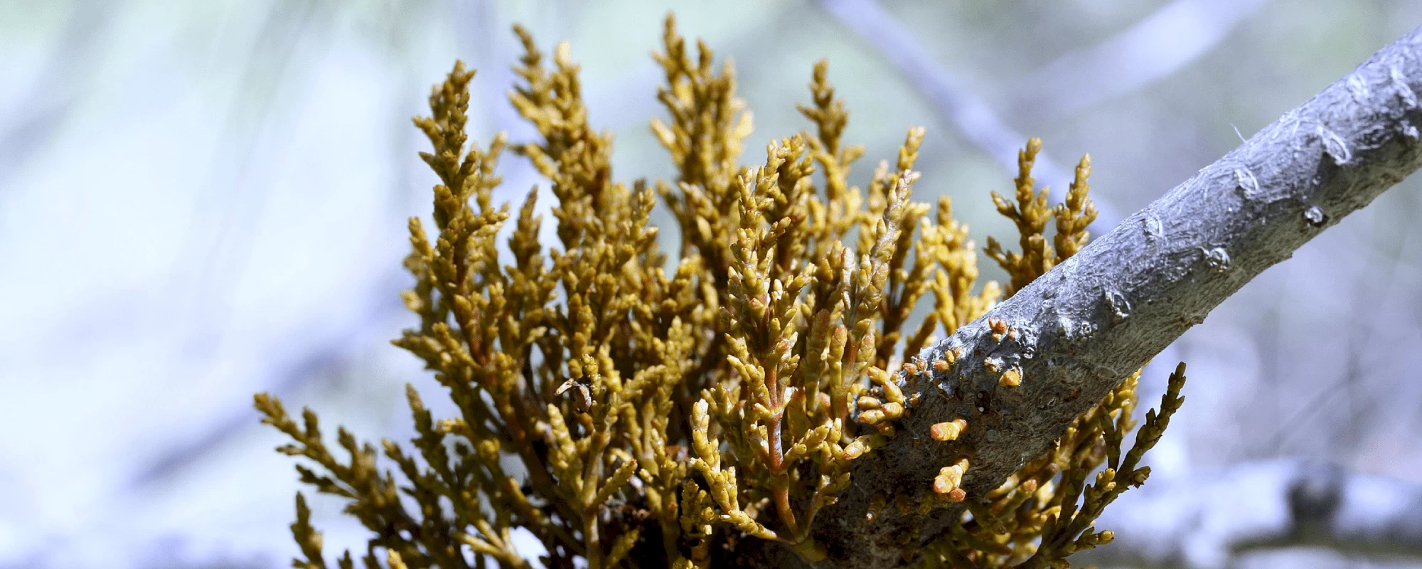 Dwarf mistletoe BC forest