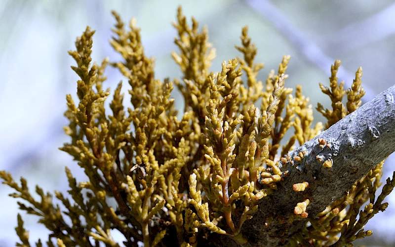 Dwarf mistletoe BC forest