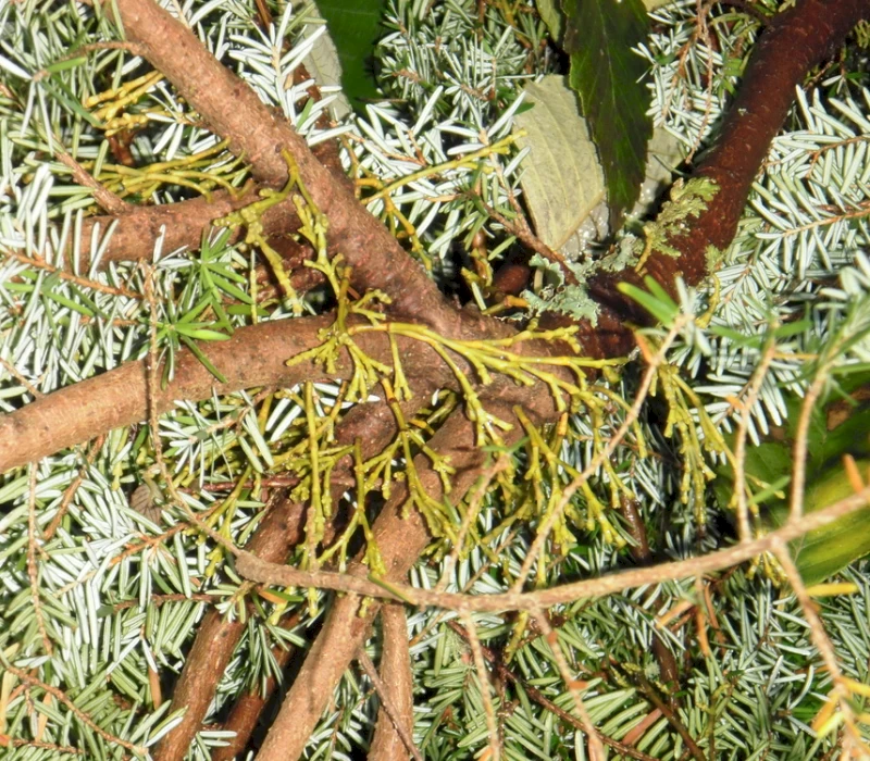 Dwarf mistletoe BC forest