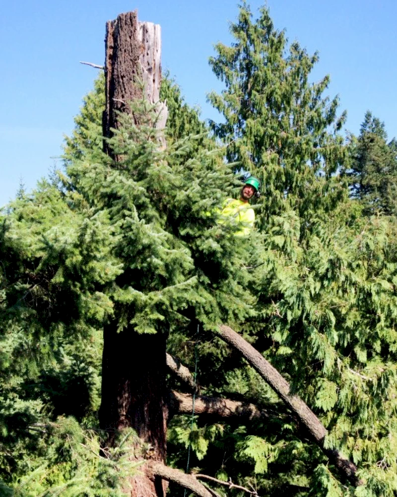 Arborist in tree