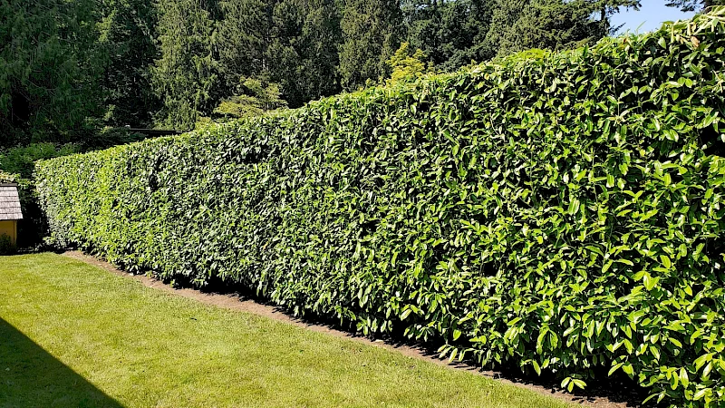 Silverback Treeworks