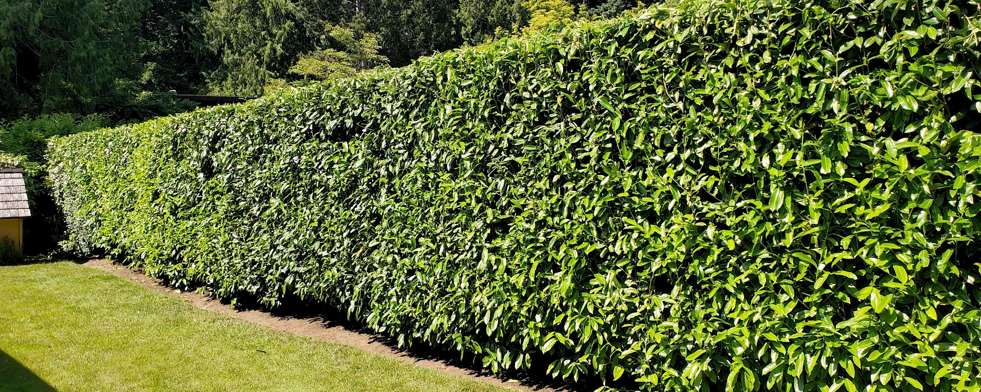Silverback Treeworks
