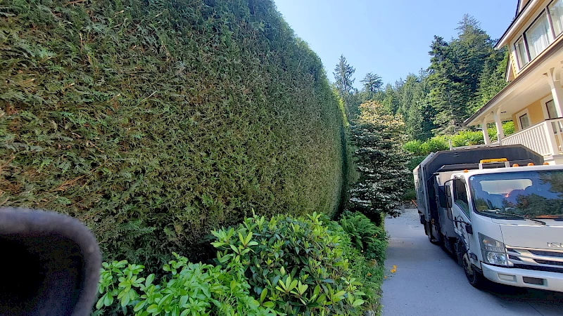 Silverback Treeworks
