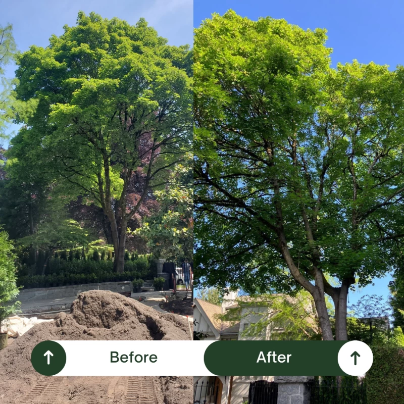 Silverback Treeworks