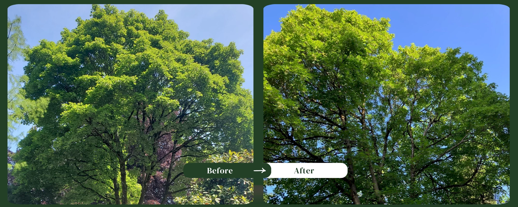 Silverback Treeworks