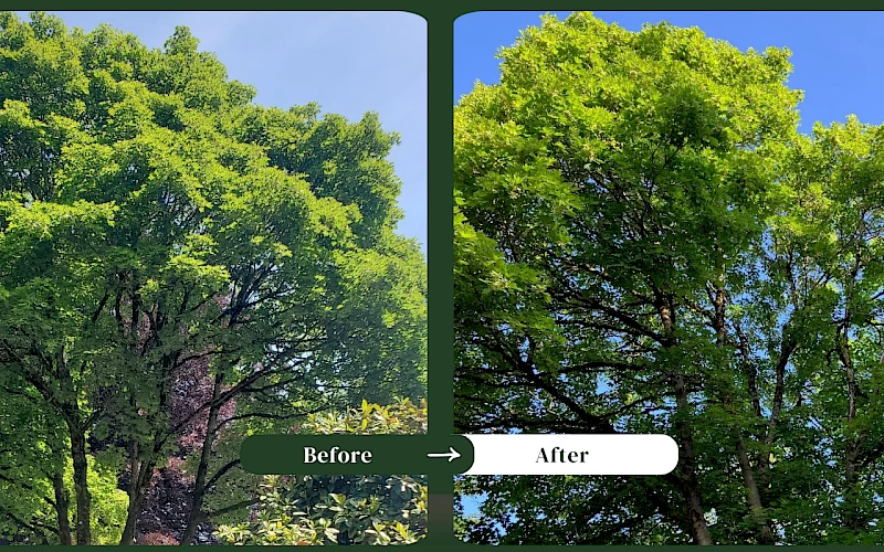 Silverback Treeworks