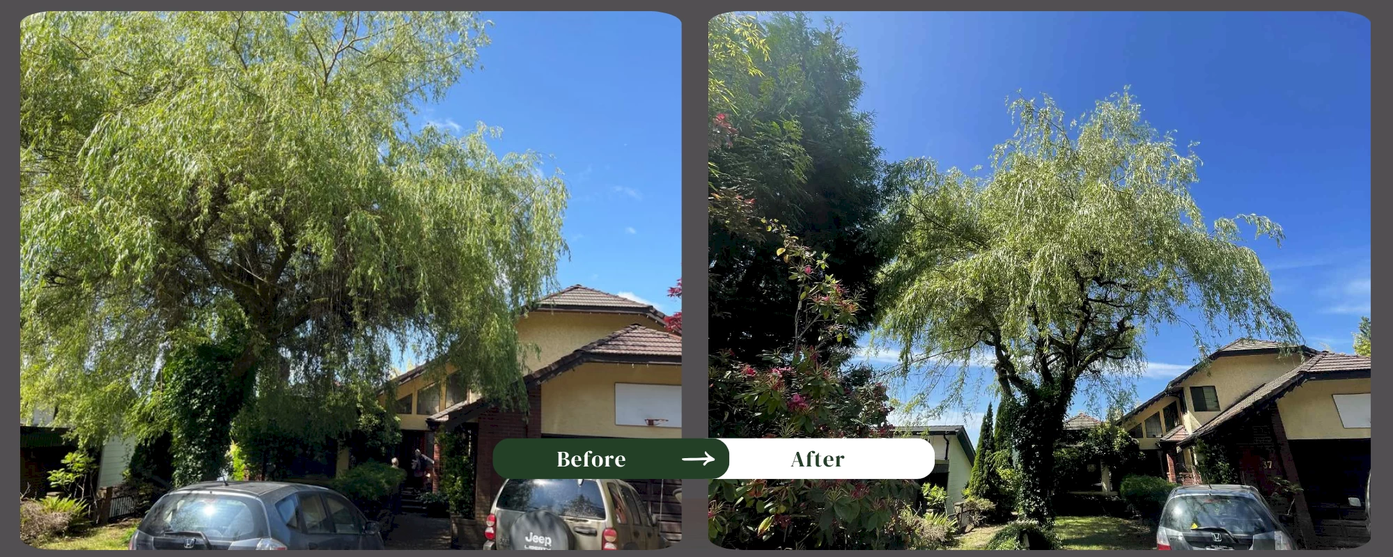 Silverback Treeworks