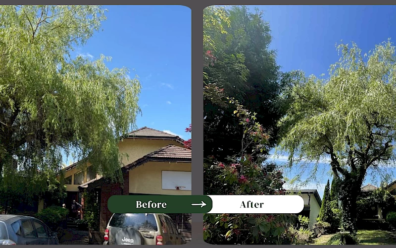 Silverback Treeworks