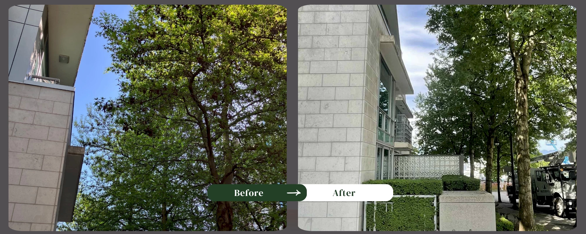 Silverback Treeworks