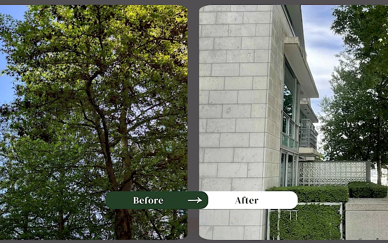 Silverback Treeworks