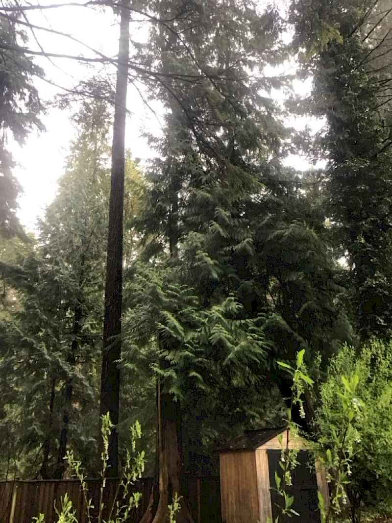 Silverback Treeworks