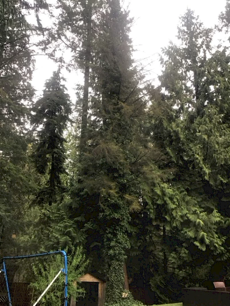 Silverback Treeworks