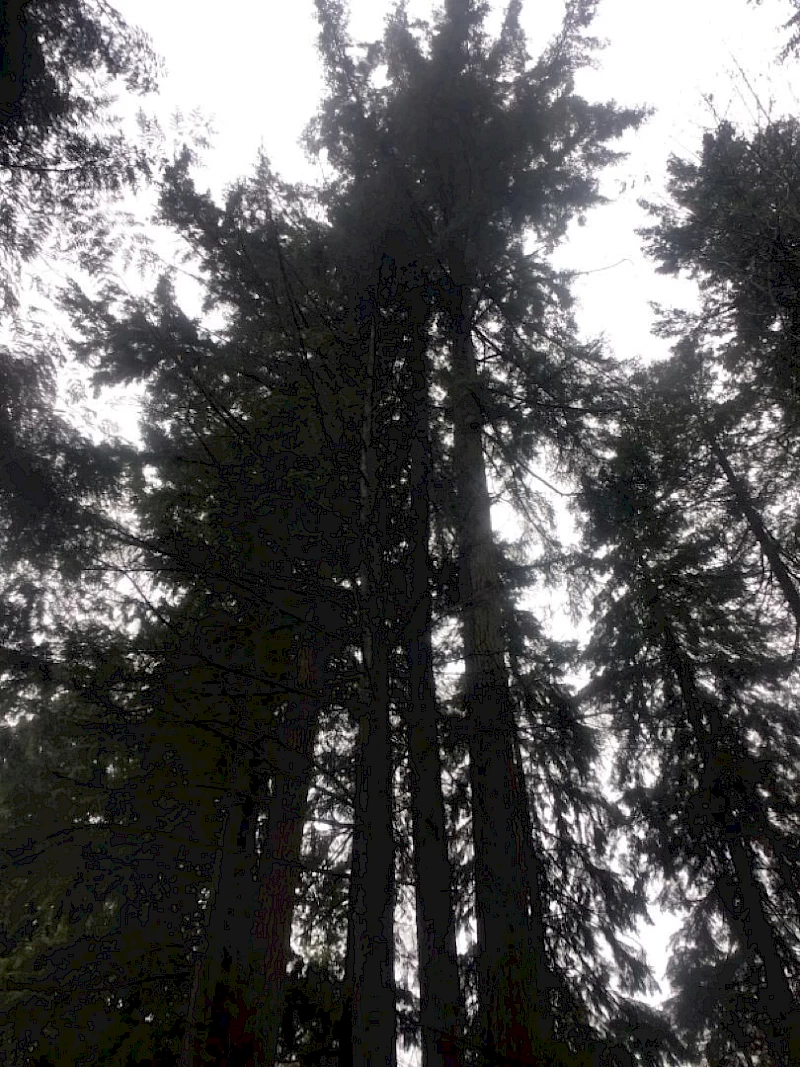 Silverback Treeworks