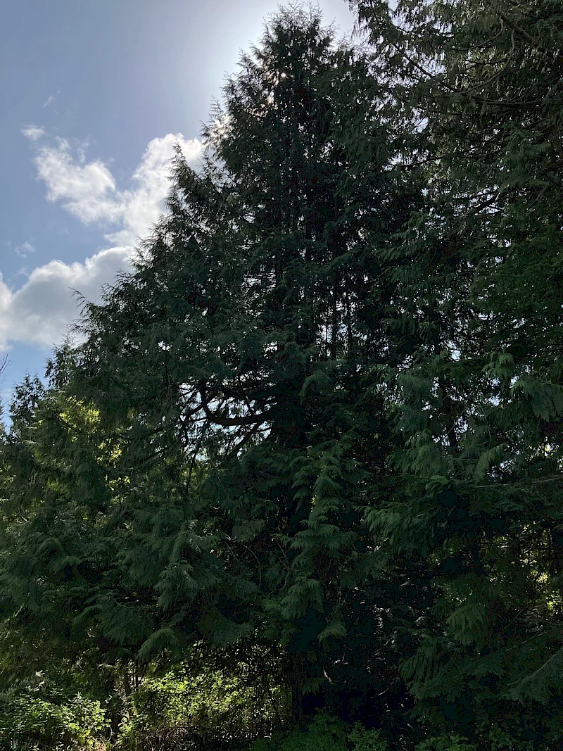 Silverback Treeworks