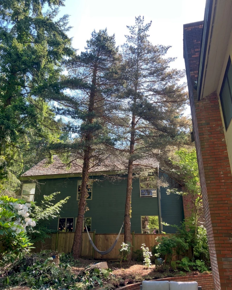 Silverback Treeworks