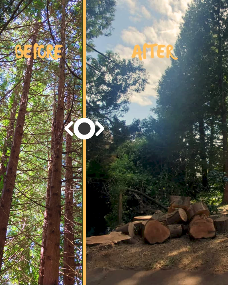Silverback Treeworks