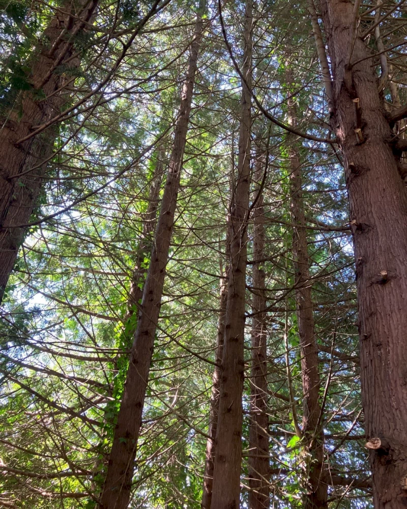 Silverback Treeworks