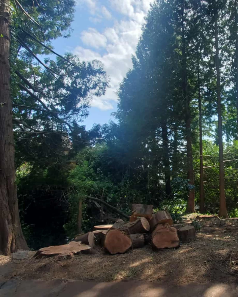 Silverback Treeworks