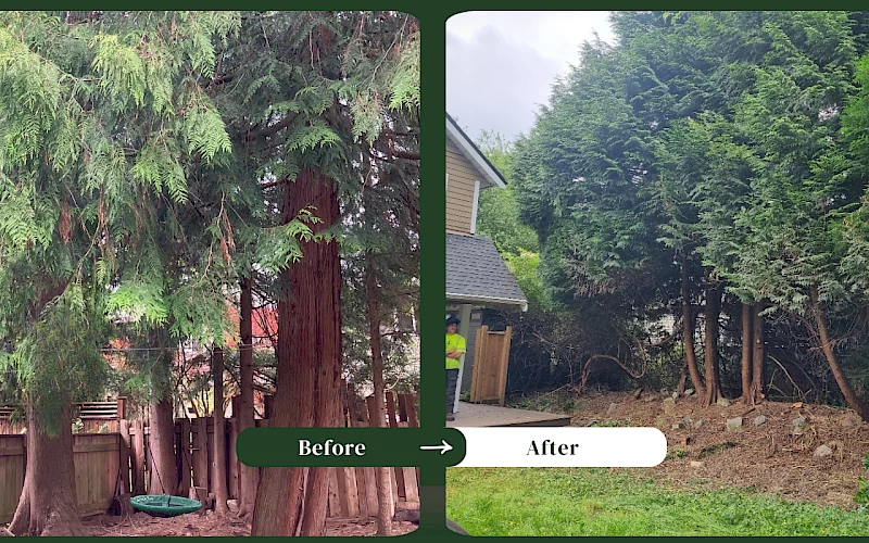 Silverback Treeworks