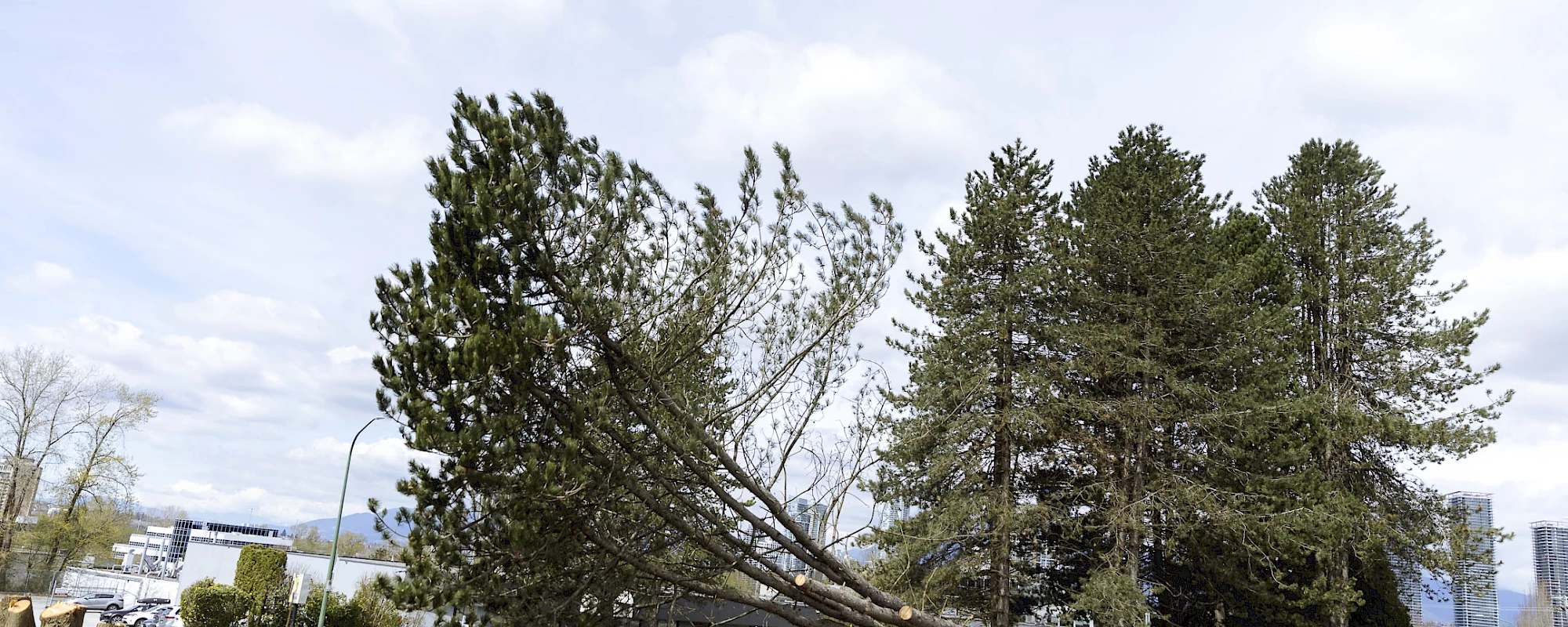 Silverback Treeworks