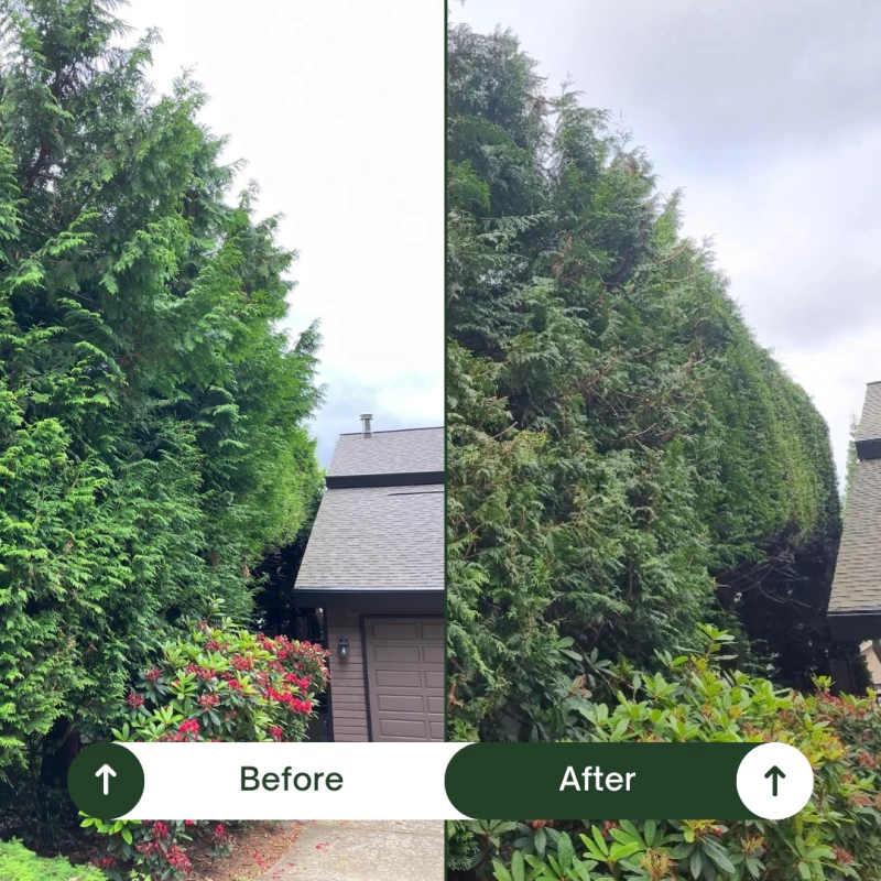 Silverback Treeworks