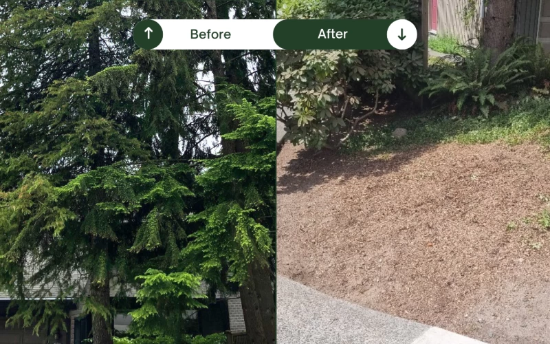 Silverback Treeworks