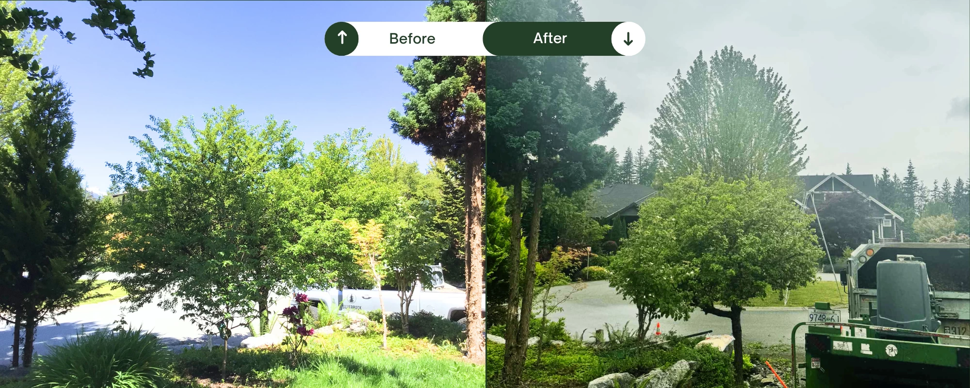 Silverback Treeworks
