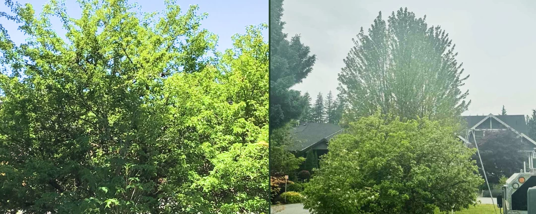 Silverback Treeworks