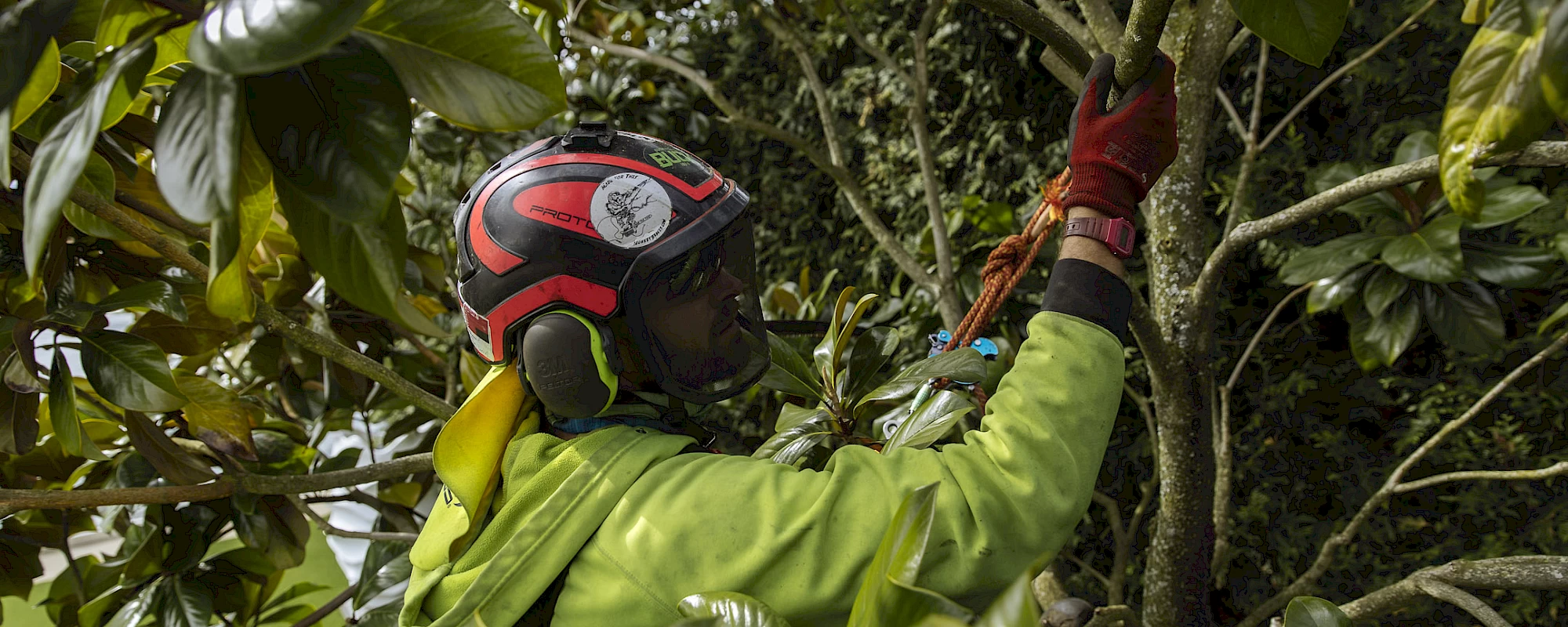 Silverback Treeworks