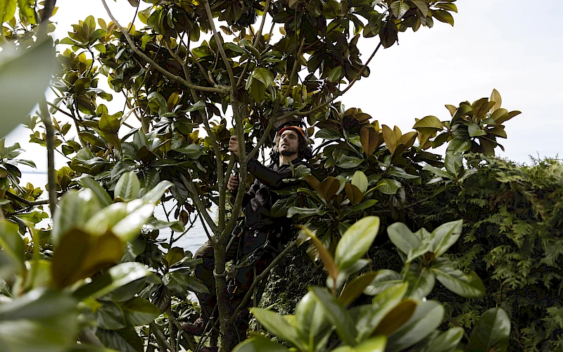 Silverback Treeworks