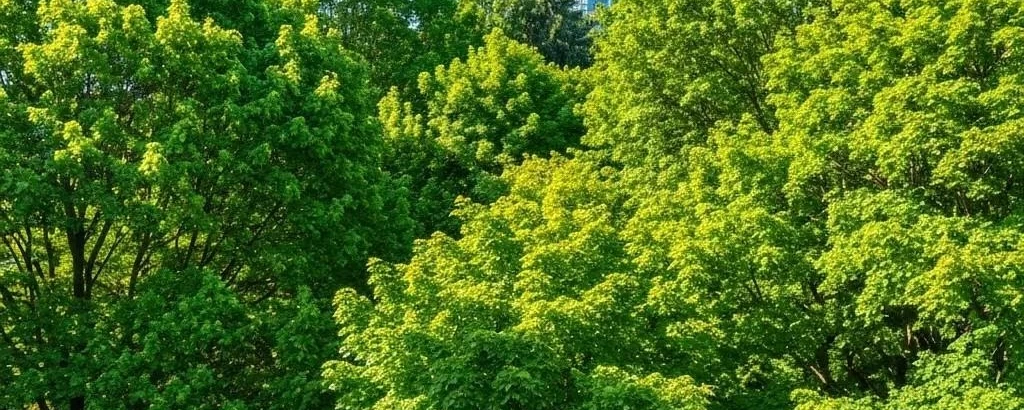 Silverback Treeworks