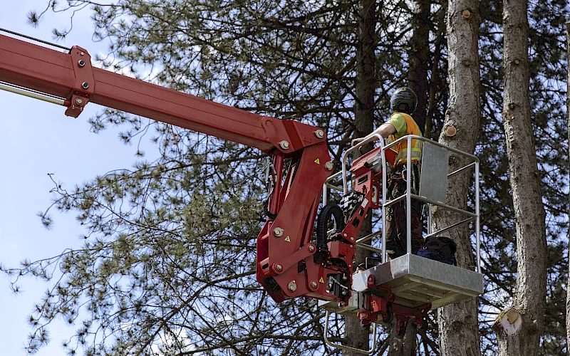 Silverback Treeworks