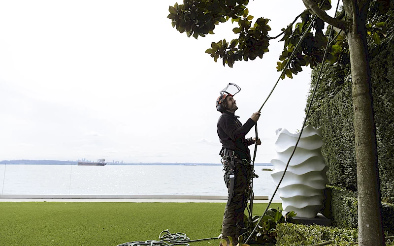 Silverback Treeworks
