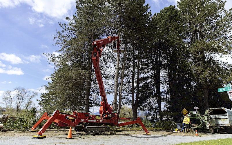 Silverback Treeworks
