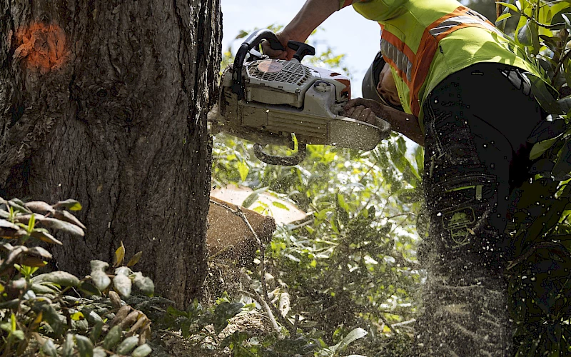 Silverback Treeworks