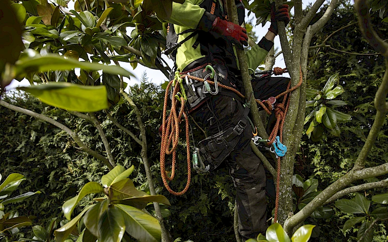 Silverback Treeworks