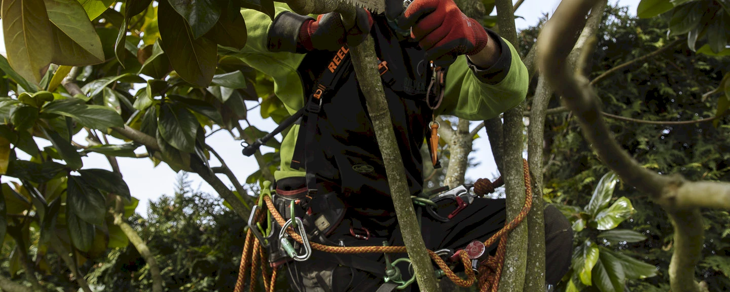 Silverback Treeworks