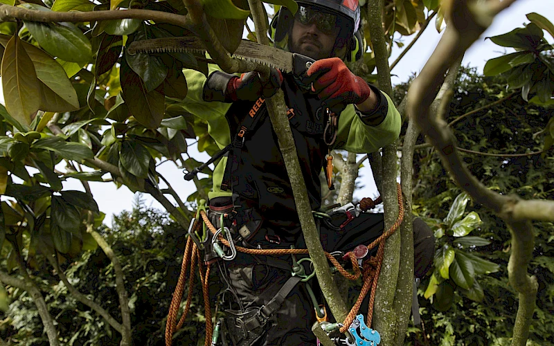 Silverback Treeworks