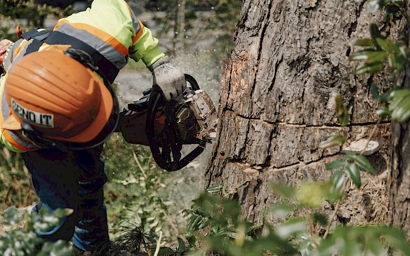 Silverback Treeworks